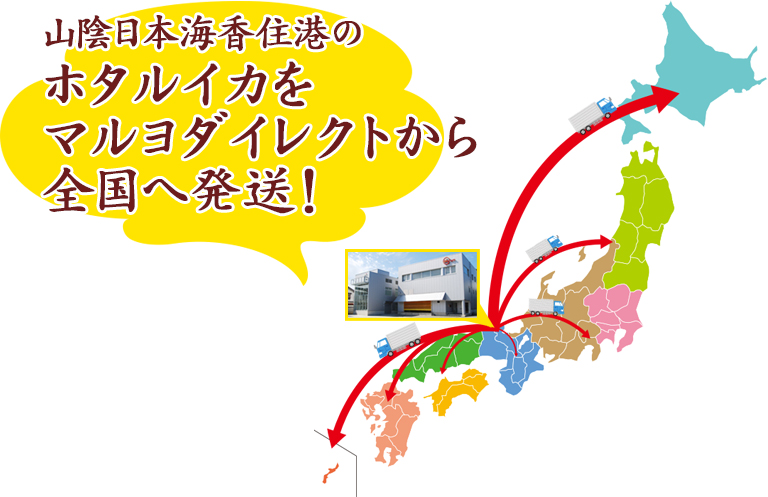 山陰日本海香住港のホタルイカをマルヨダイレクトから全国へ発送!