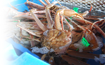新鮮な水揚げされた松葉かに
